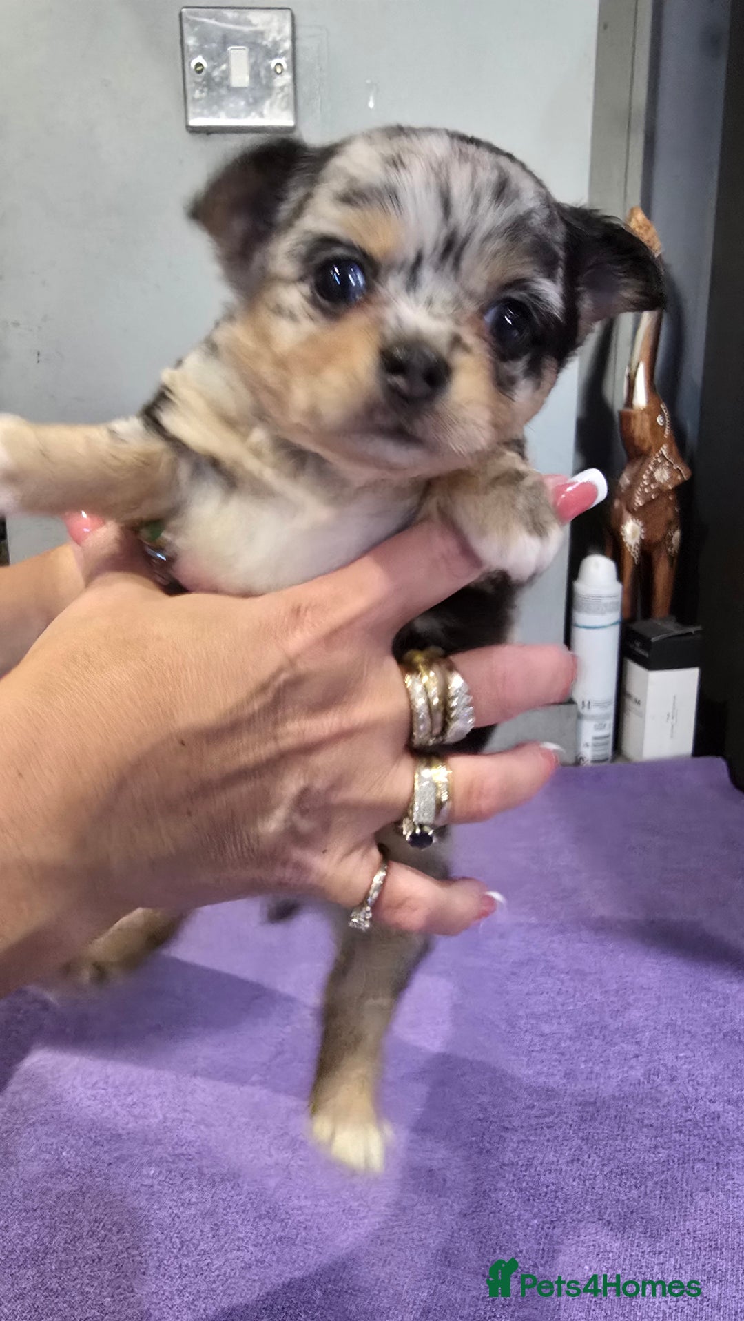 Chihuahua dogs for sale: Chihuahua puppies Russian ancestry with perfect bo - Advert 27