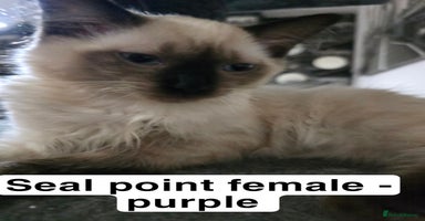 Ragdoll cats - Advert 10