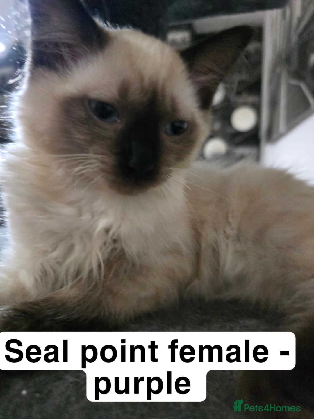 Ragdoll cats for sale: 3 beautiful ragdolls seal point/tabby point - Image 2