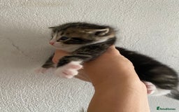 RagaMuffin cats for sale: Beautiful Ragdoll kittens  - Image 10