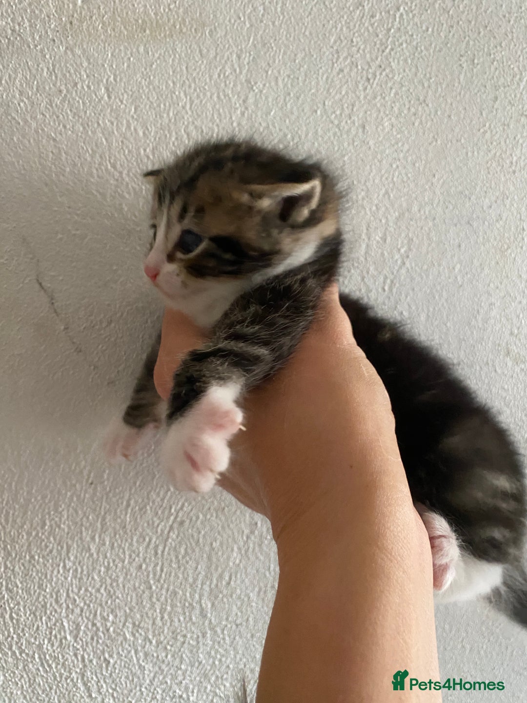 RagaMuffin cats for sale: Beautiful Ragdoll kittens  - Image 10