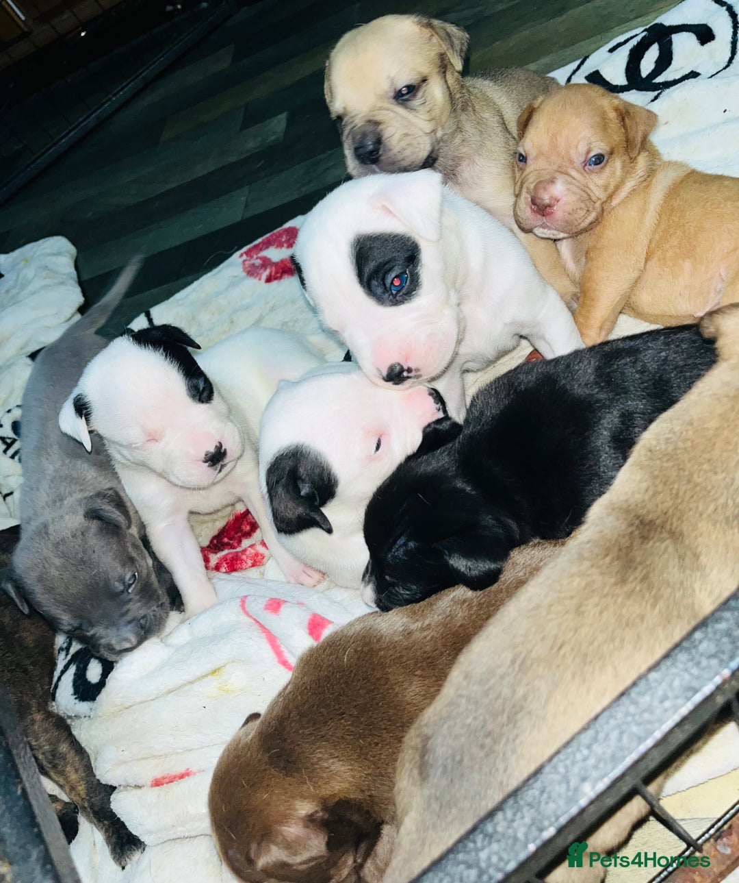 American Bull Staffy dogs for sale: Beautiful American bulldog x staff puppies   - Image 8