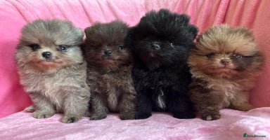 Pomeranian dogs - Advert 16