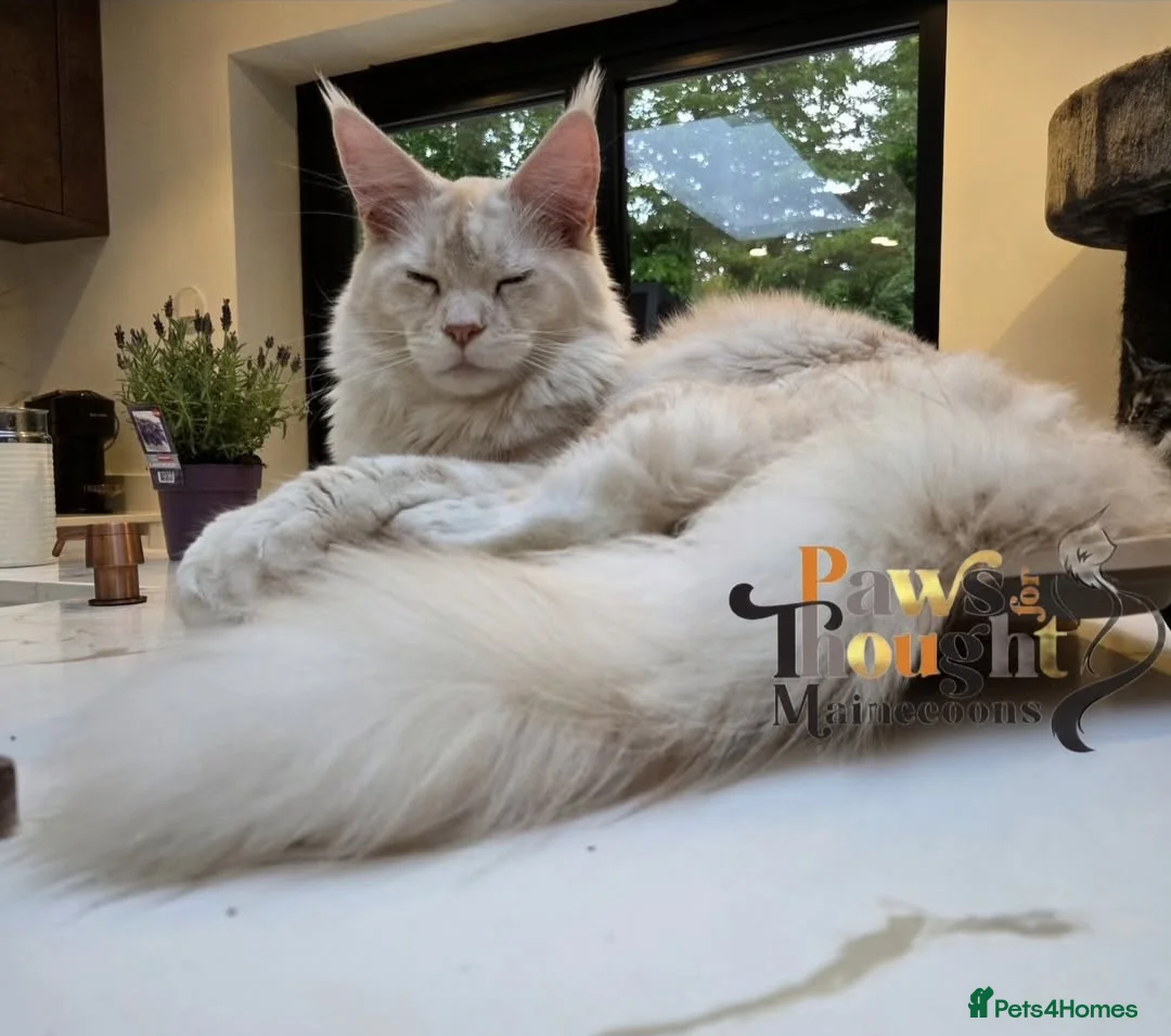 Maine Coon cats for sale: Stunning ACTIVE proven Male  in Gillingham - Advert 27