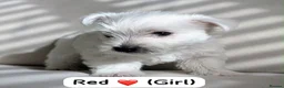 West Highland Terrier dogs for sale: Westie pups in Dalkeith - Advert 7