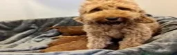Cockapoo dogs for sale: F1b Cockapoo girl - Advert 4