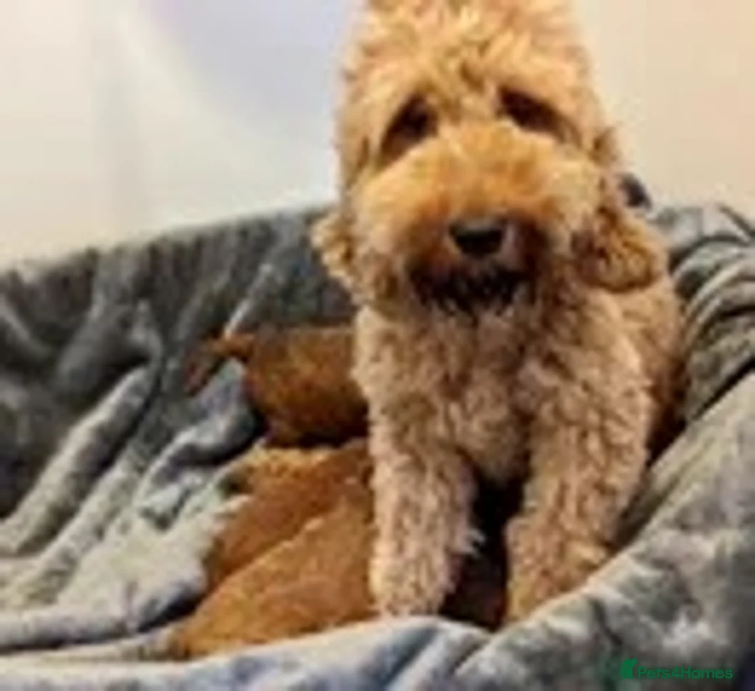 Cockapoo dogs for sale: F1b Cockapoo girl - Advert 4