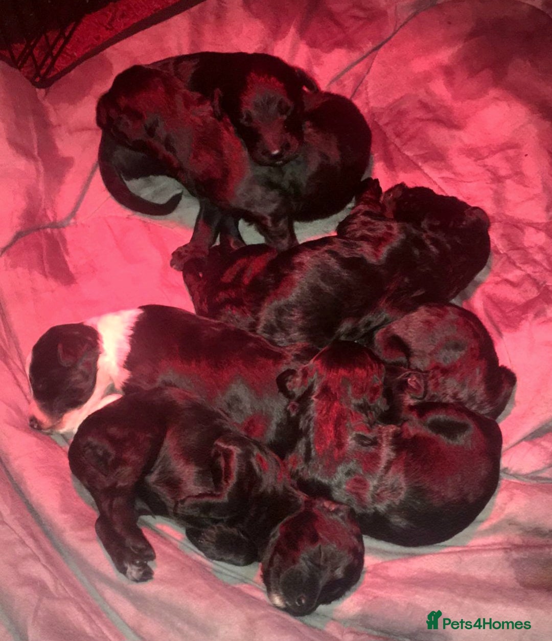 Lurcher dogs for stud: Lurcher for stud  - Advert 13