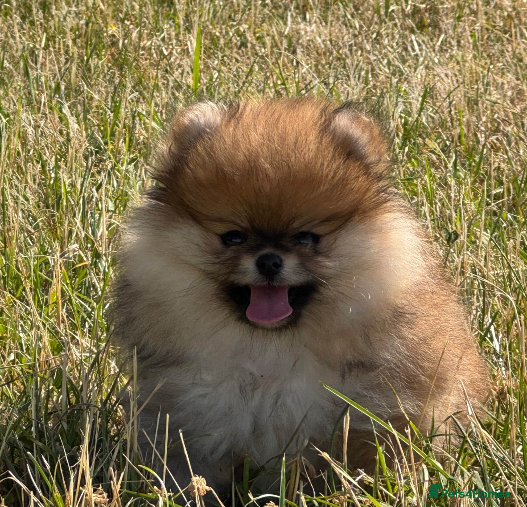 Pomeranian dogs KC Reg Pomeranian Girl puppy available  - Advert 2