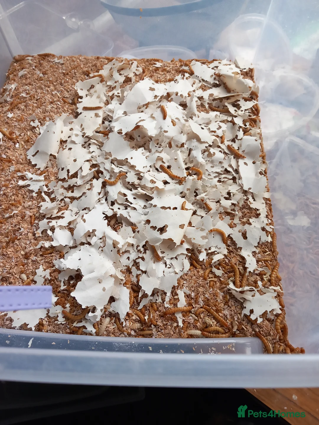 Mixed Breed birds for sale: Mealworm farm for sale - Advert 5