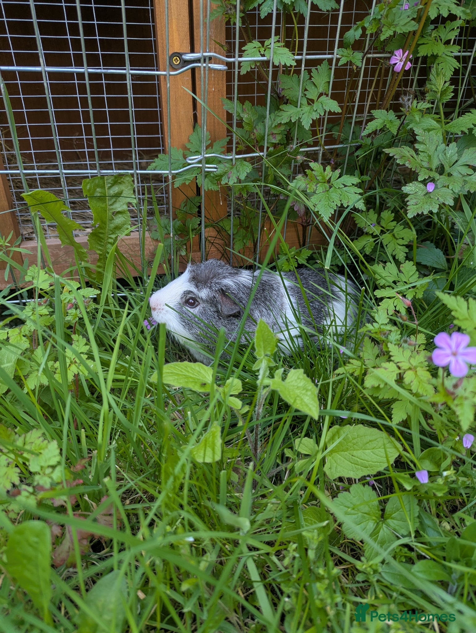 Guinea Pig rodents 6 month old Percy  - Advert 1