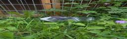 Guinea Pig rodents for sale: 6 month old Percy  in Stroud - Advert 1