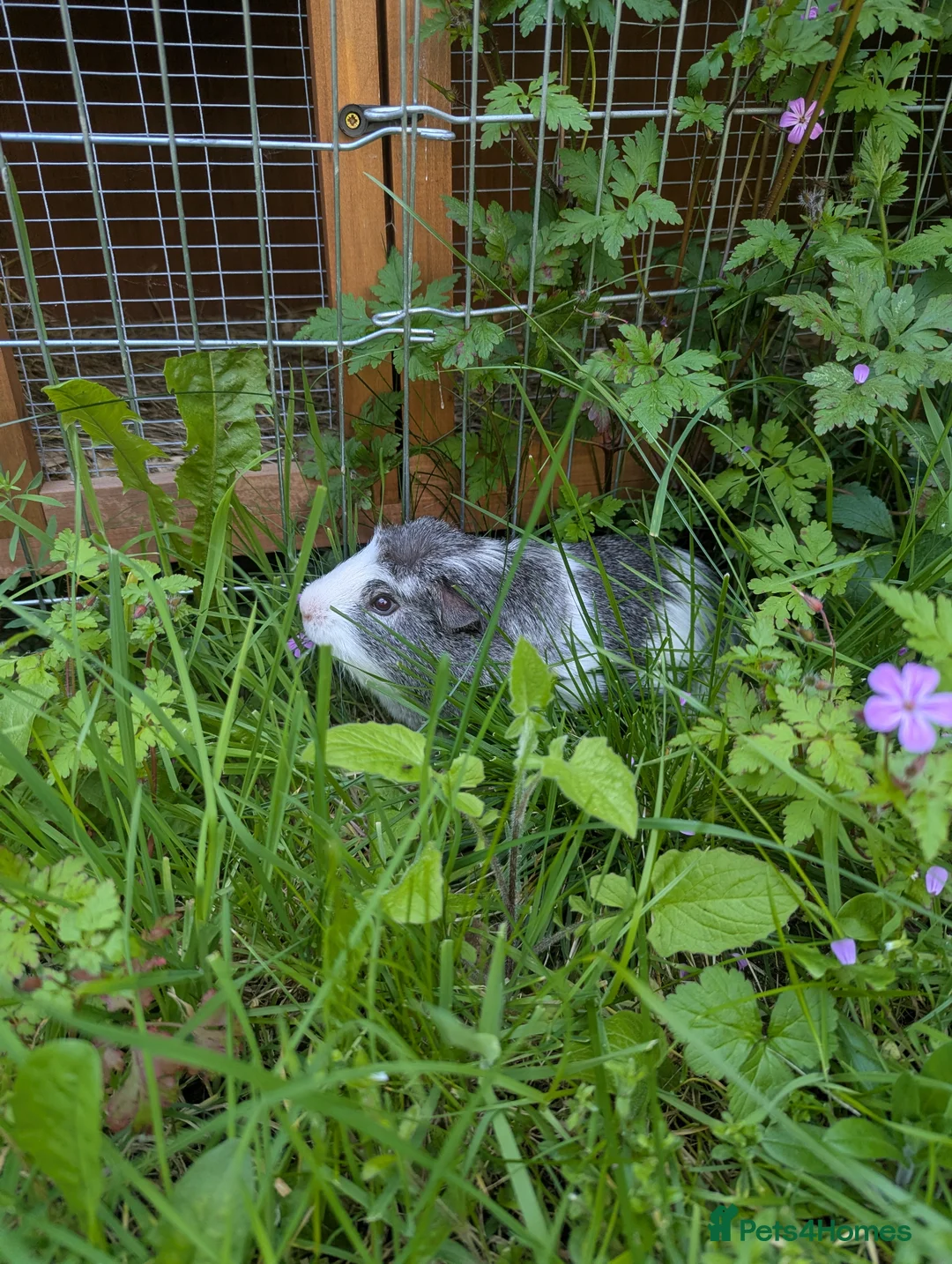 Guinea Pig rodents for sale: 6 month old Percy  in Stroud - Advert 1