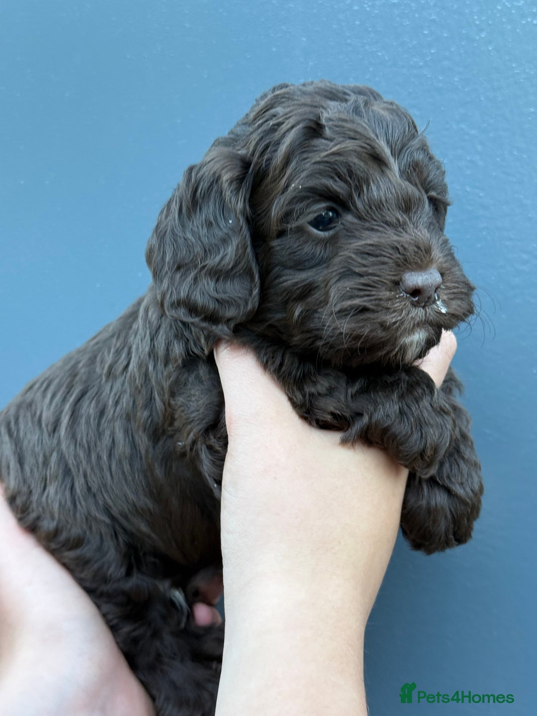 Cockapoo dogs for sale: Merle & Chocolate Cockapoo puppies - Image 2