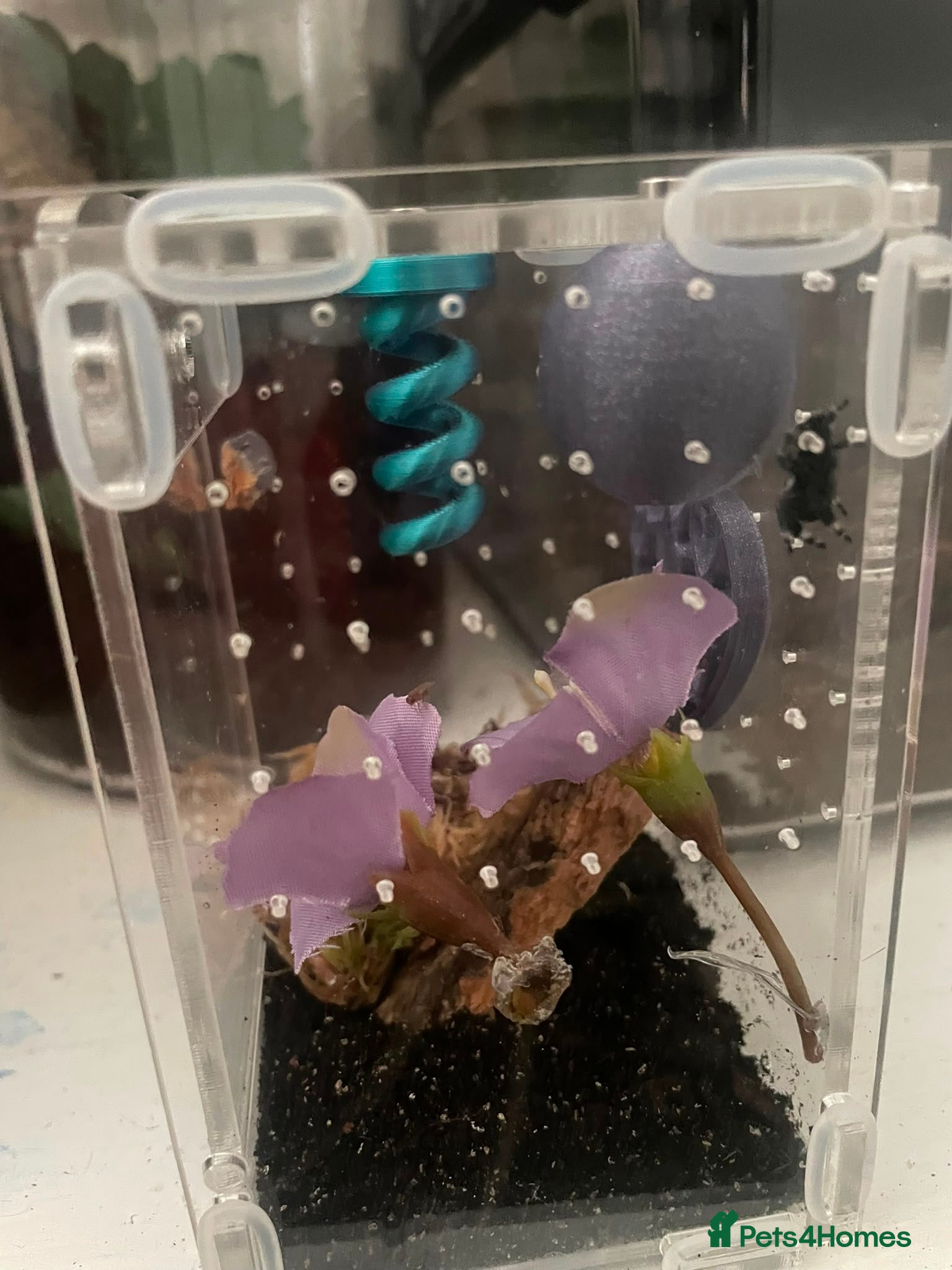 Mixed Breed invertebrates Mixed Centipede, mantis, and spiders  - Advert 2