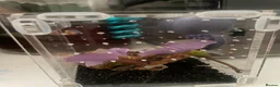 Mixed Breed invertebrates for sale: Mixed Centipede, mantis, and spiders  - Advert 2