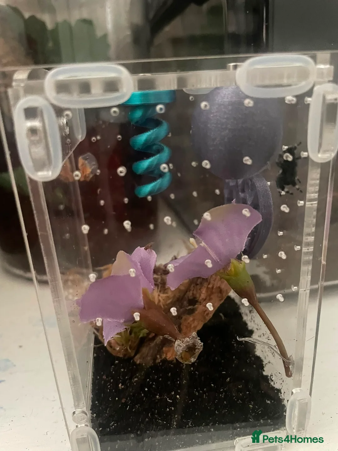 Mixed Breed invertebrates for sale: Mixed Centipede, mantis, and spiders  - Advert 2