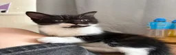 Mixed Breed cats for sale: Black and White Fluffy Male Kitten - Advert 7