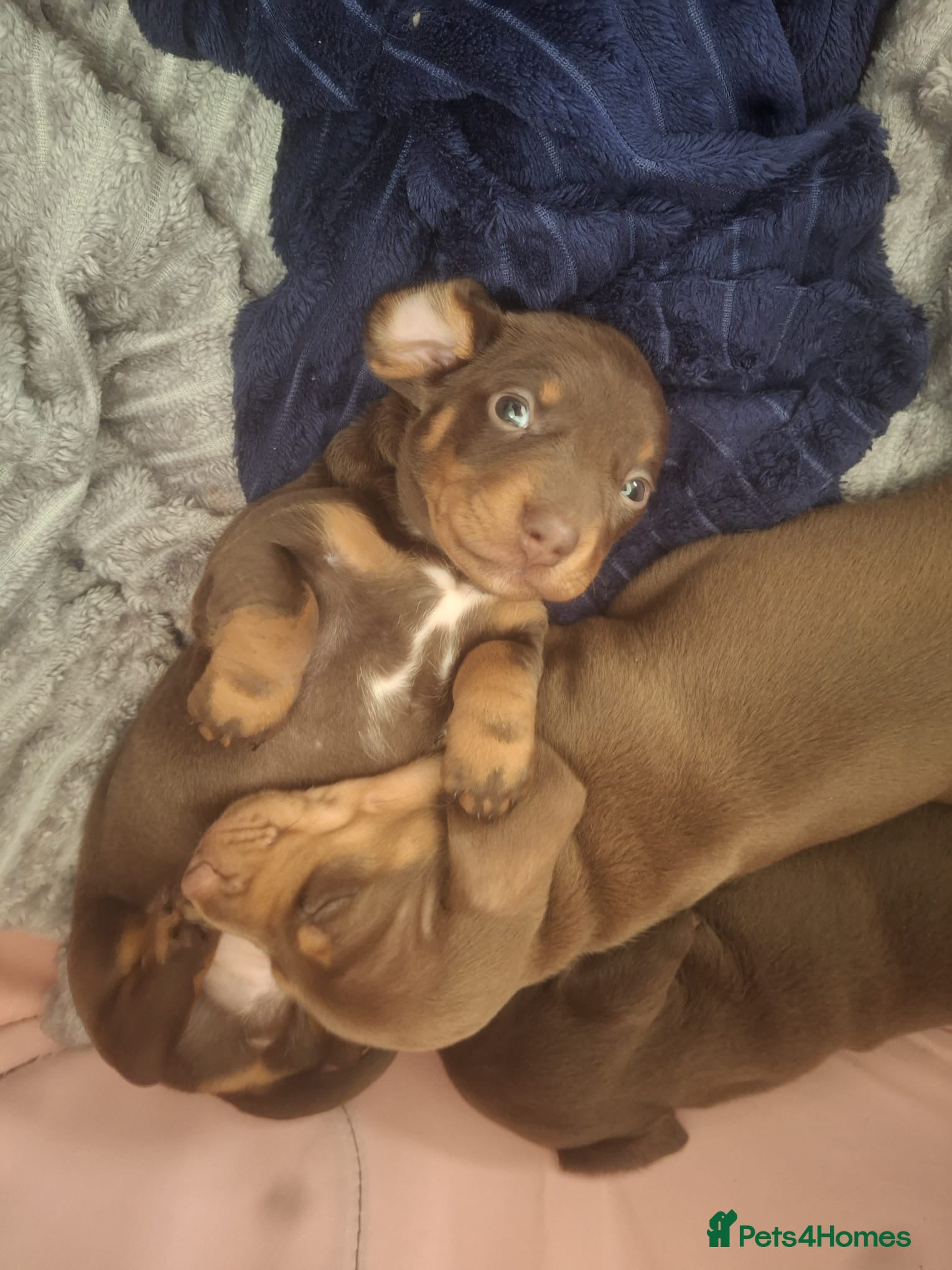 Miniature Dachshund dogs  3 chocolate and tan miniature dachshund pups  - Advert 1