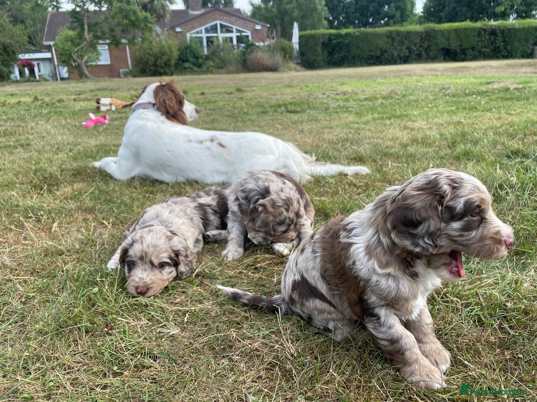 Sproodle dogs for sale: Sproodle Puppy 3 - 💥 Rare Gorgeous Chocolate Merle Sproodles 🐶 - Image 10