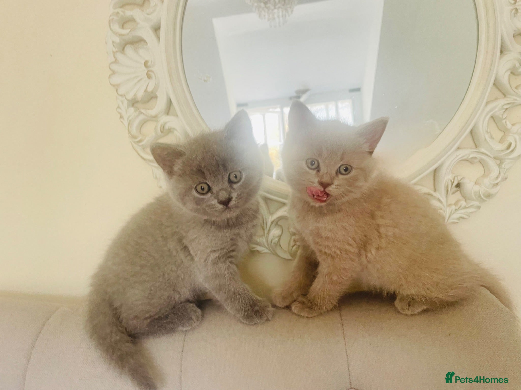 Russian Blue cats Beautiful Russian Blue/British Shorthair - Ready - Advert 5