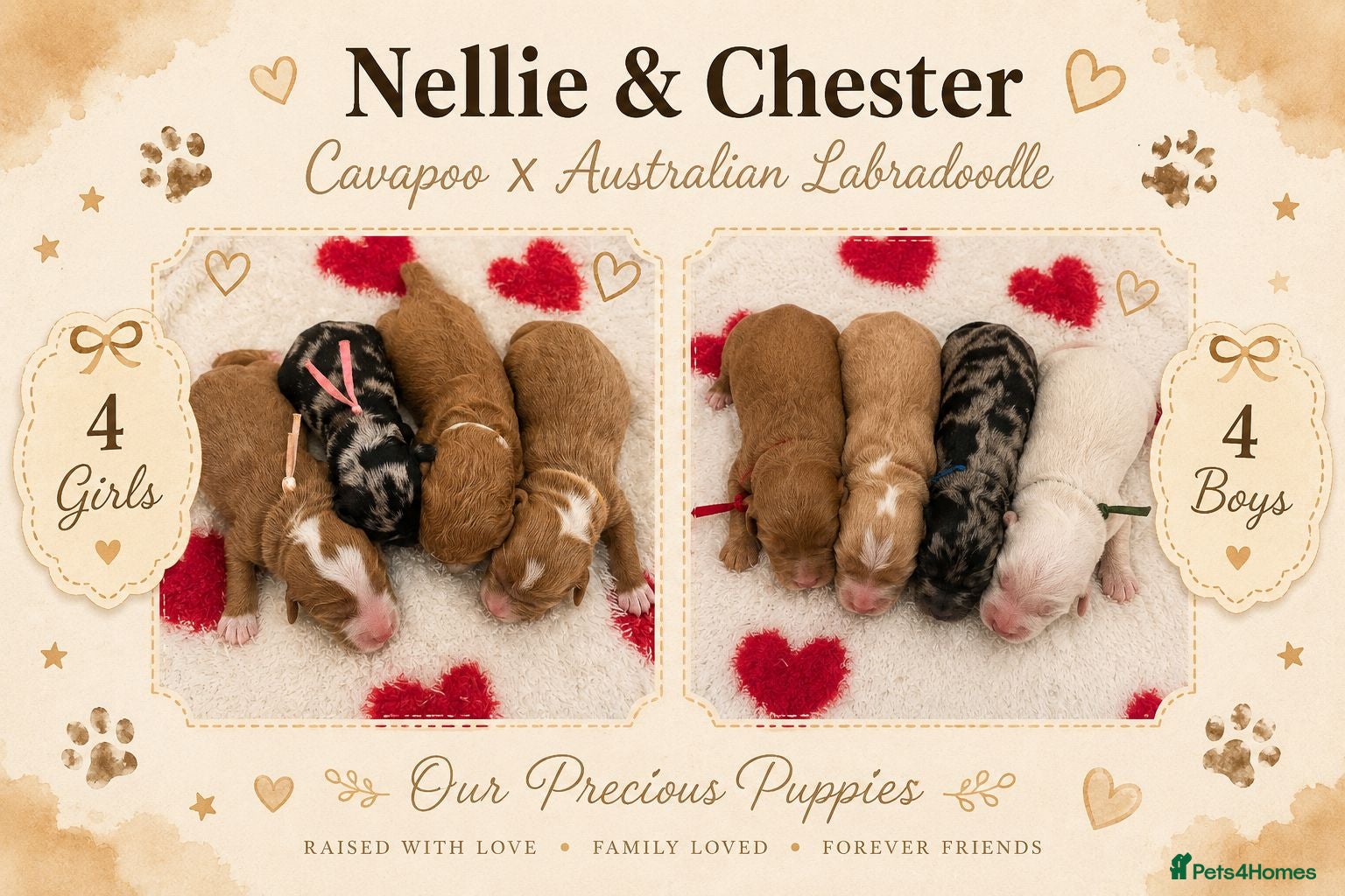 Cavapoo dogs Stunning Cavapoo x Australian Labradoodle puppies  - Advert 14