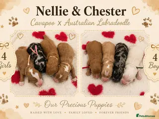 Cavapoo dogs Stunning Cavapoo x Australian Labradoodle puppies - Advert 10