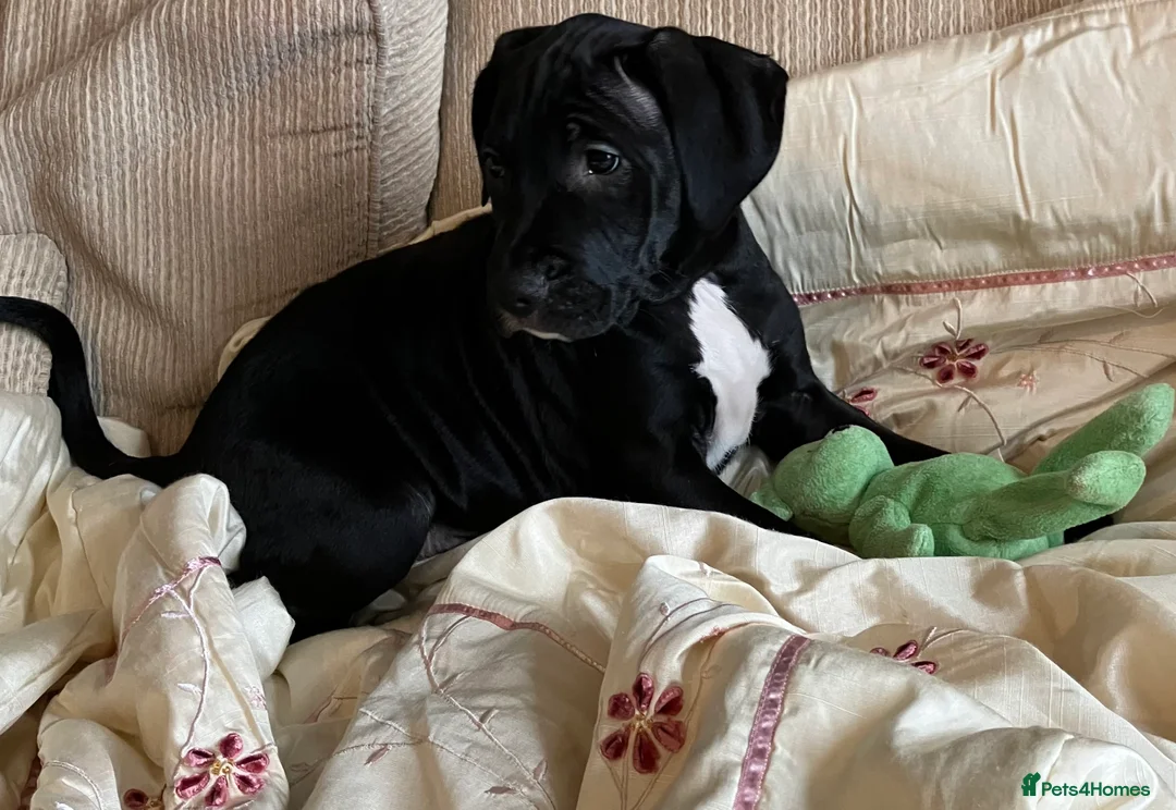 Mixed Breed dogs for sale: Cockapoo/Staffie - Advert 4