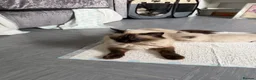 Ragdoll cats for sale: Ragdoll/ mixed  - Advert 3