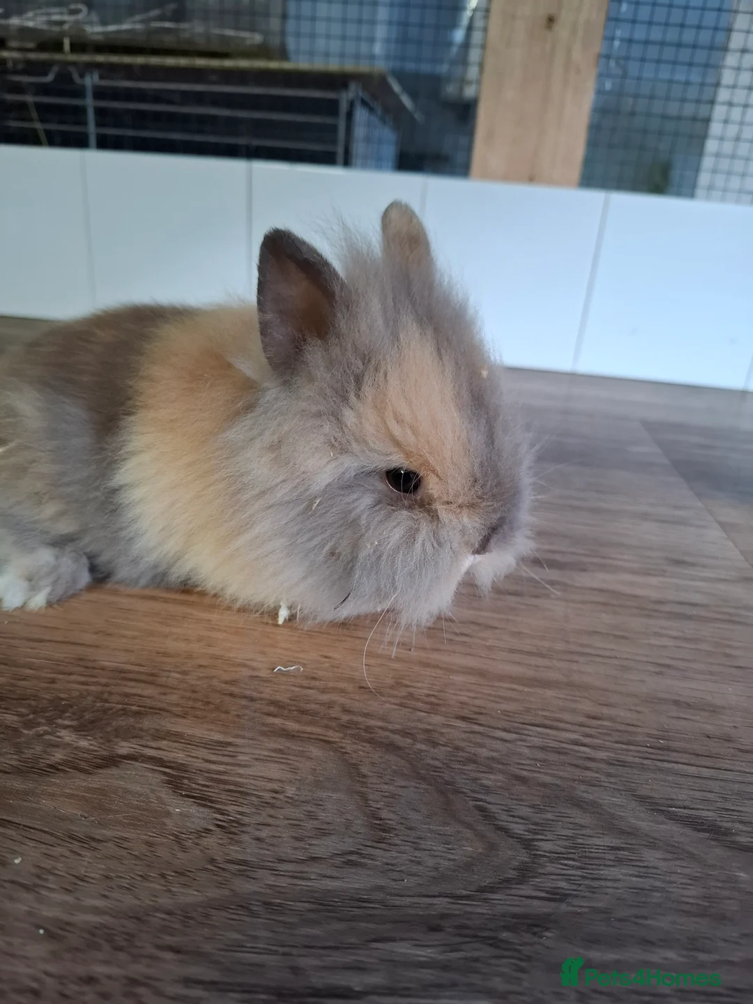 Lionhead rabbits for sale: DOUBLE MANED - Advert 5