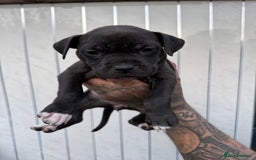 American Bull Staffy dogs for sale: Adorable American Staffordshire Terrier Puppies - Image 4