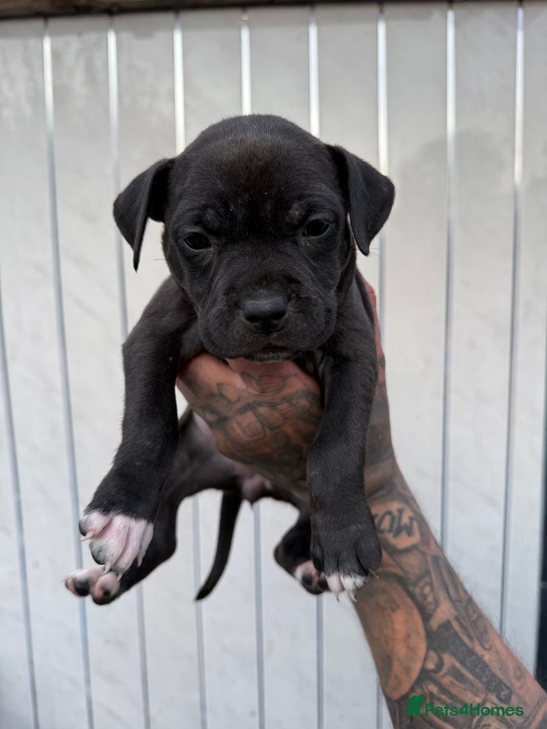 American Bull Staffy dogs for sale: Adorable American Staffordshire Terrier Puppies - Image 4