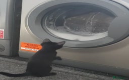Mixed Breed cats for sale: 5 sweet and purr-fect chocolate brownie babies 🐾 - Image 21