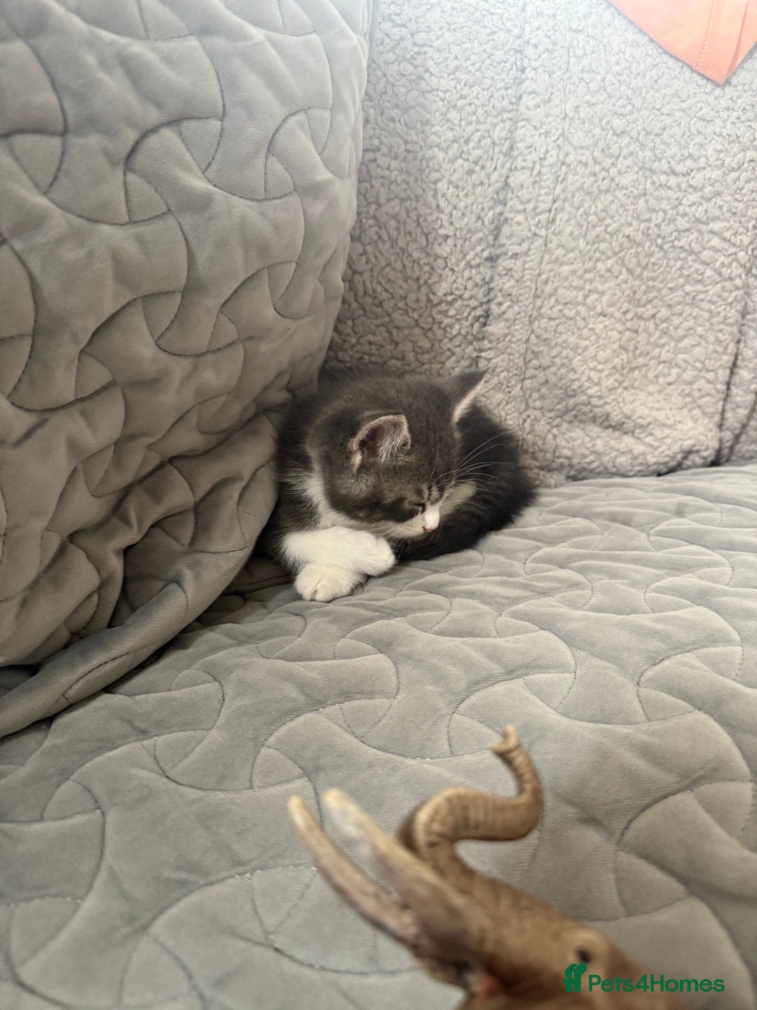 Mixed Breed cats for sale: Two lovely boys - Image 27