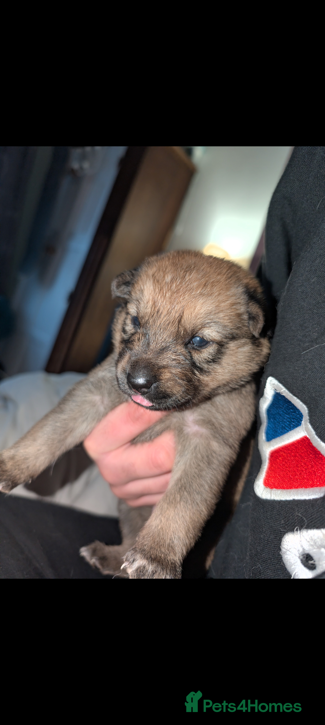 Mixed Breed dogs for sale: Gerhusky kelpie Labrador mix - Advert 6