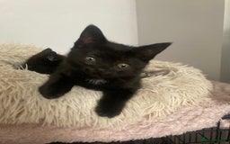 Mixed Breed cats for sale: Kittens for Sale - Image 11