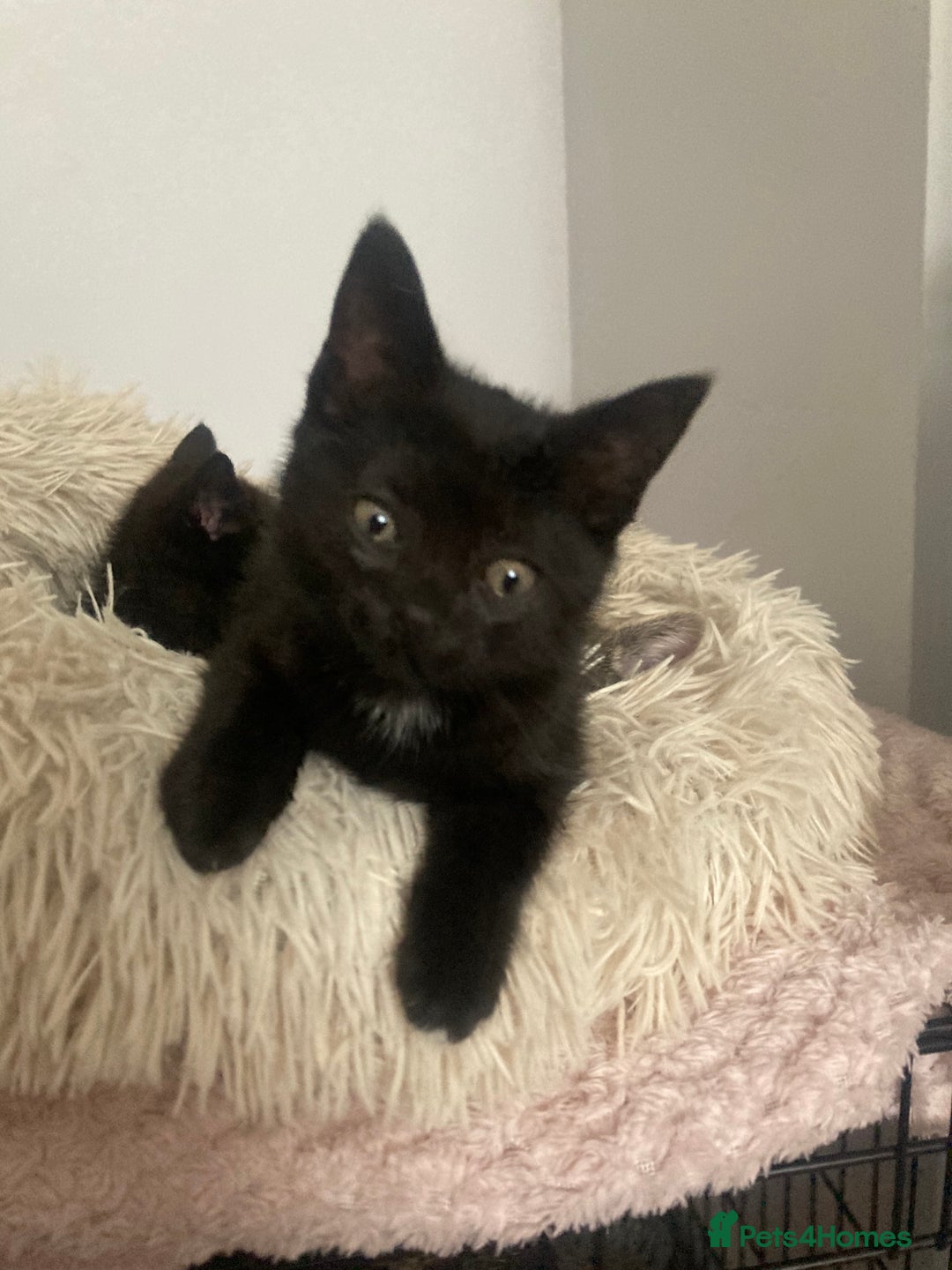 Mixed Breed cats for sale: Kittens for Sale - Image 11