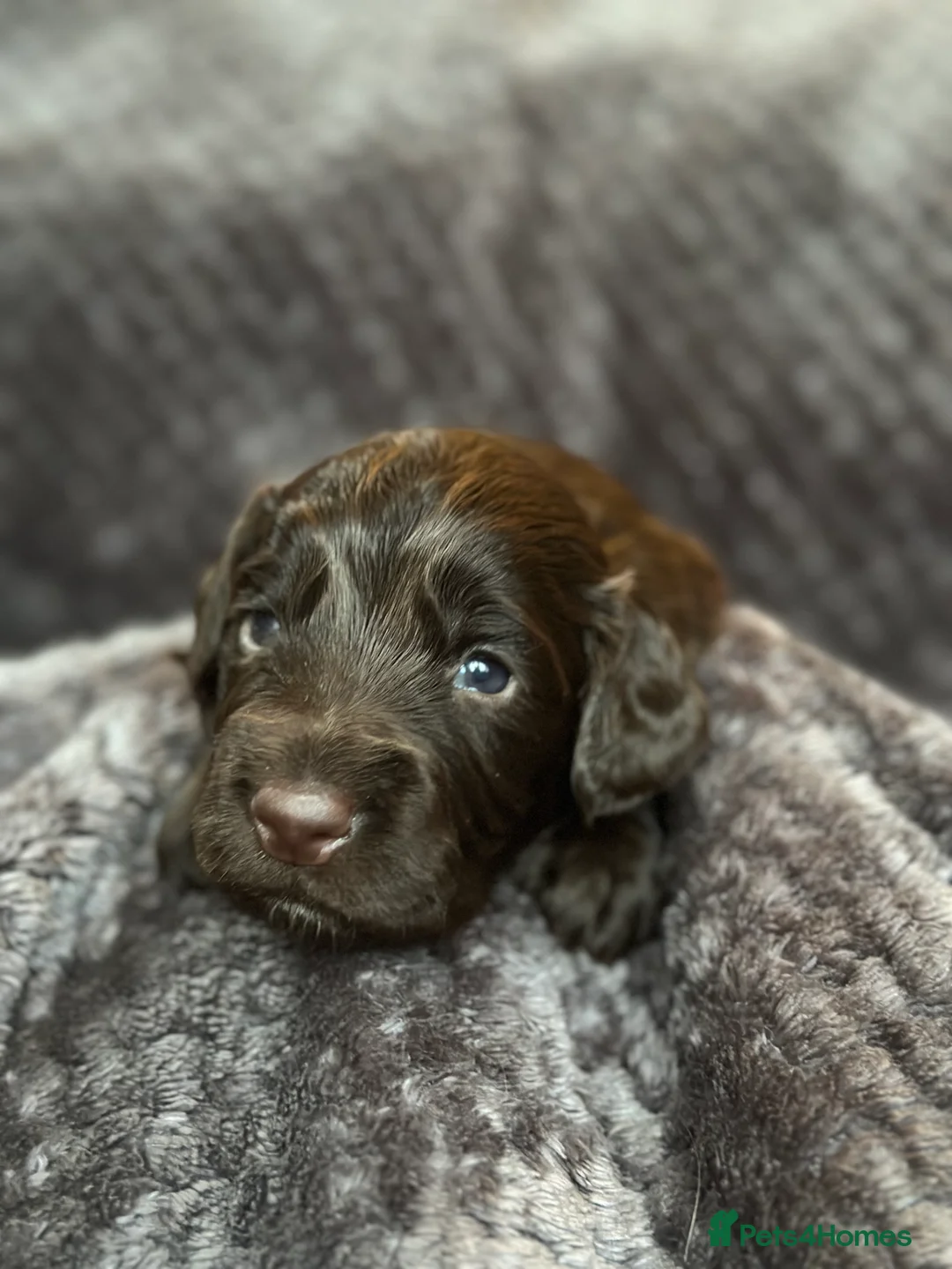Cocker Spaniel dogs for sale: Working cocker spaniel puppies for sale in Ewhurst - Advert 15