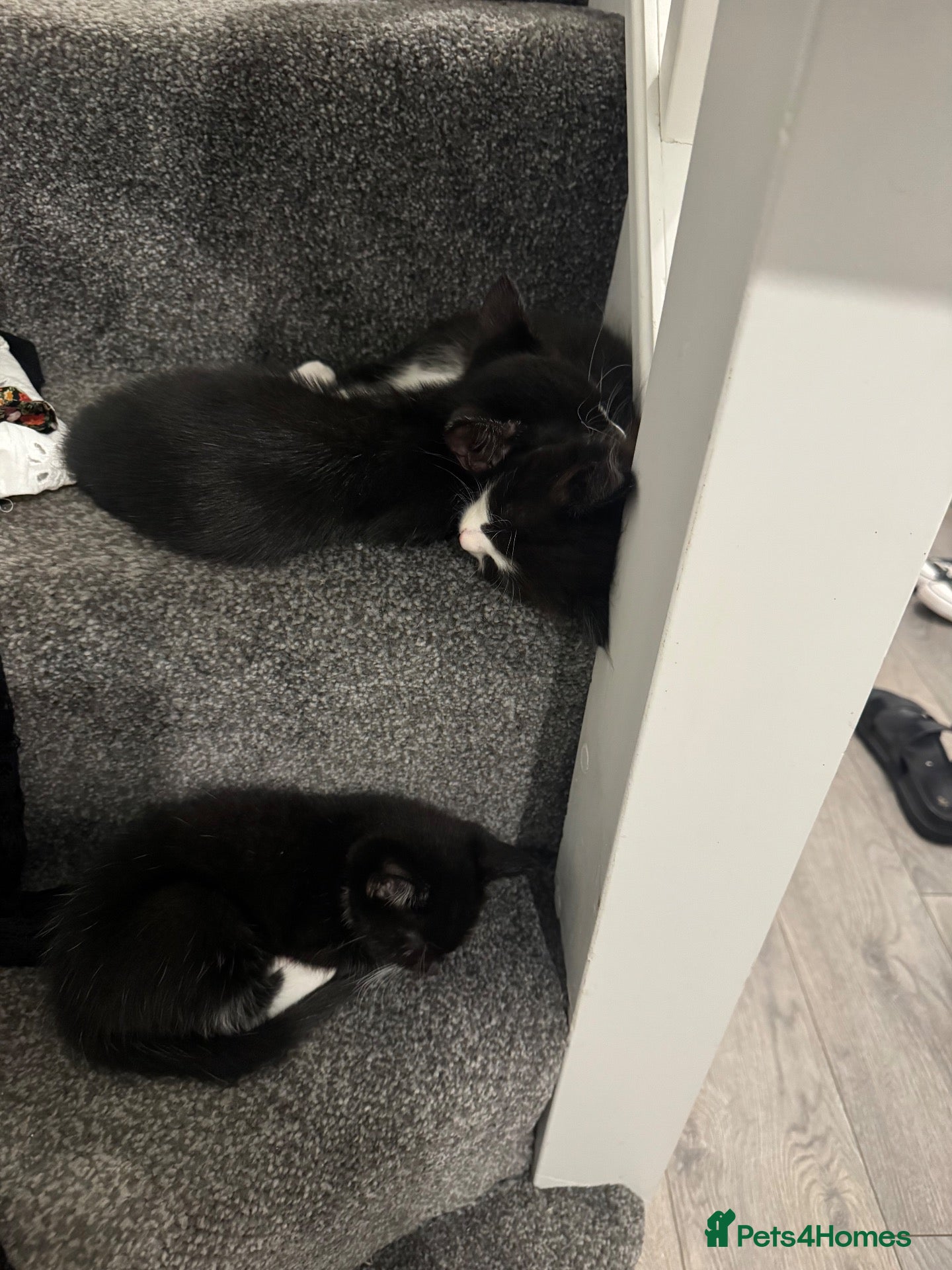 Mixed Breed cats 4 brilliant tuxedo kittens  - Advert 2