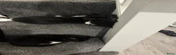 Mixed Breed cats for sale: 4 brilliant tuxedo kittens  in St Albans - Advert 1