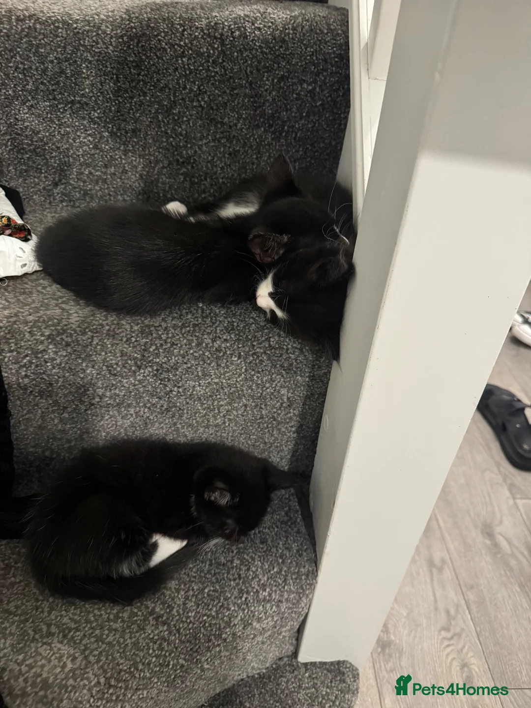 Mixed Breed cats for sale: 4 brilliant tuxedo kittens  in St Albans - Advert 1