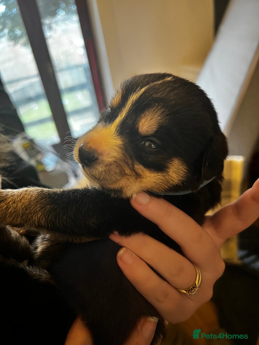 Mixed Breed dogs for sale: Bernese X Huskydor Pups - Advert 7