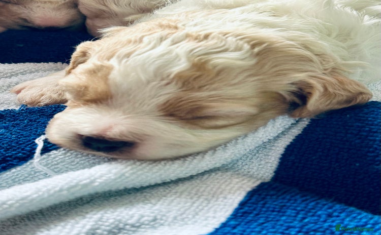 Cavapoochon dogs - Advert 6