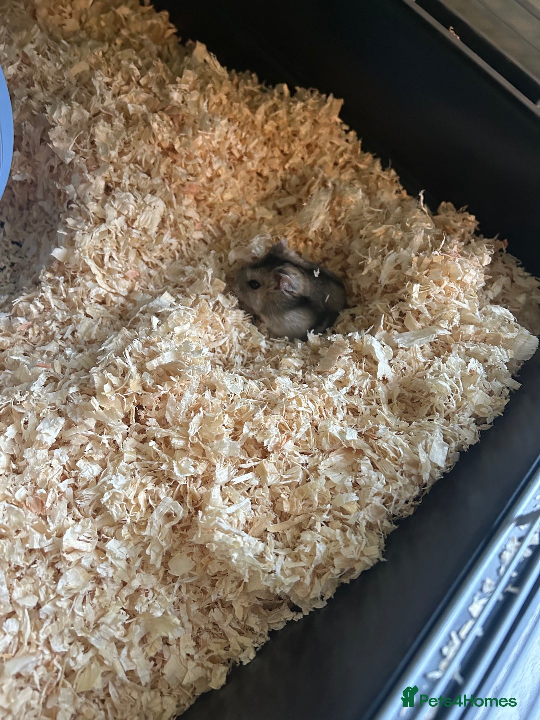 Hamster rodents for sale: Russian dwarf hamster and cage - Advert 2