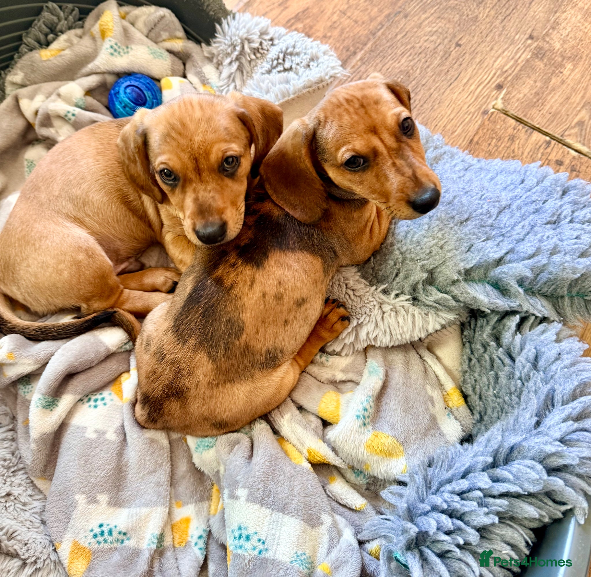 Chiweenie dogs 5 beautiful mini dachshund x chihuahua puppies - Advert 2