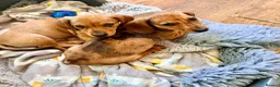 Chiweenie dogs for sale: 5 beautiful mini dachshund x chihuahua puppies - Advert 2