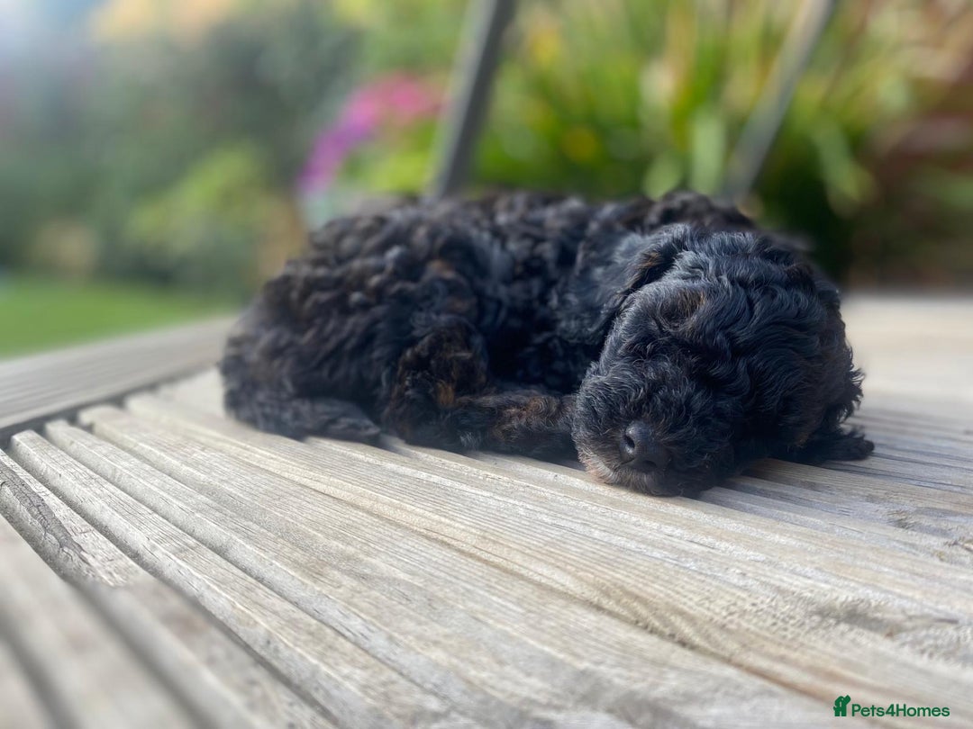 Toy Poodle dogs for sale: Toy Poodle Puppies - Extensively Health checked  - Image 11
