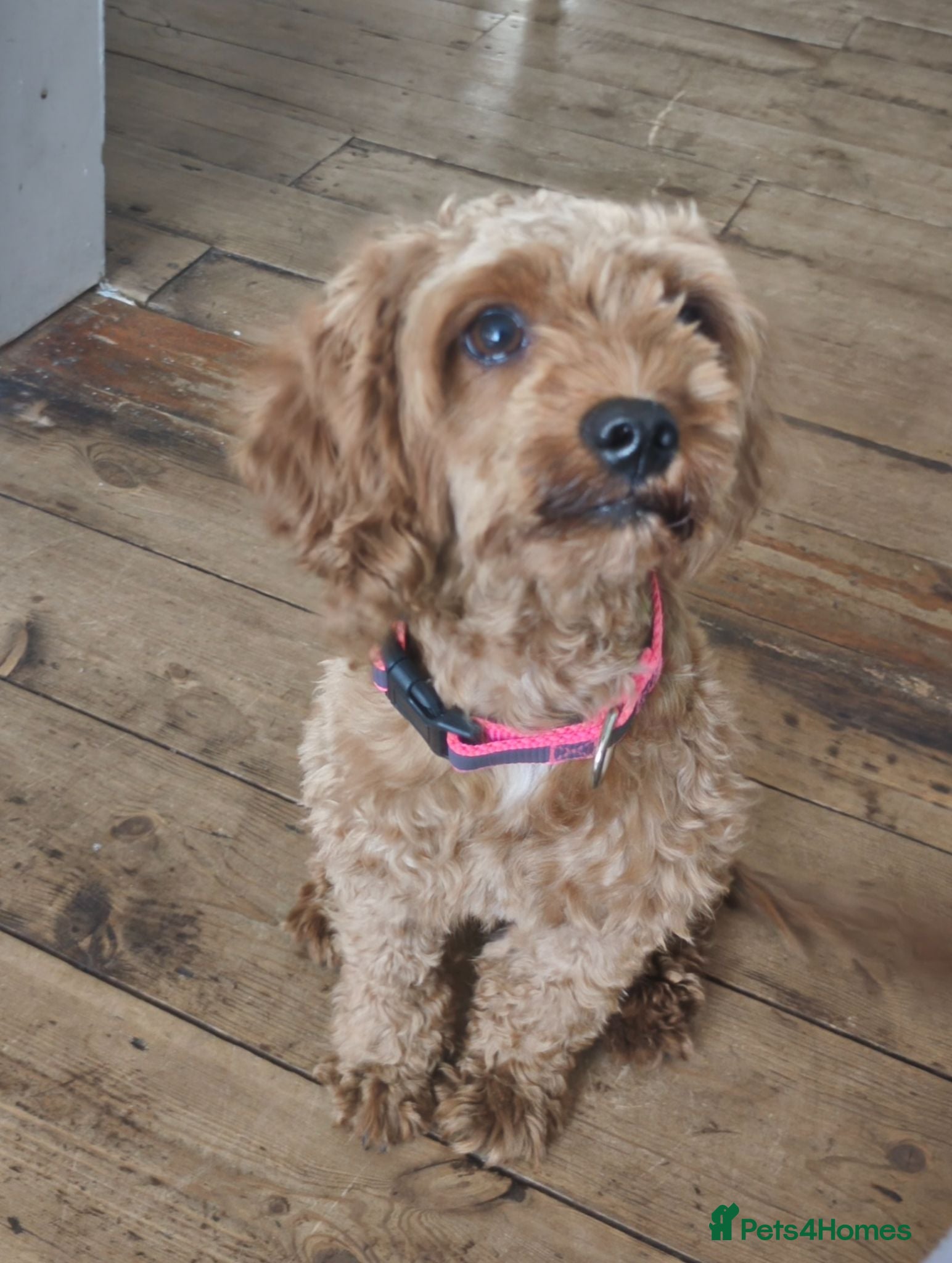 Cavapoo dogs Beautiful Bella Looking for Her Forever Home 💖 - Advert 5