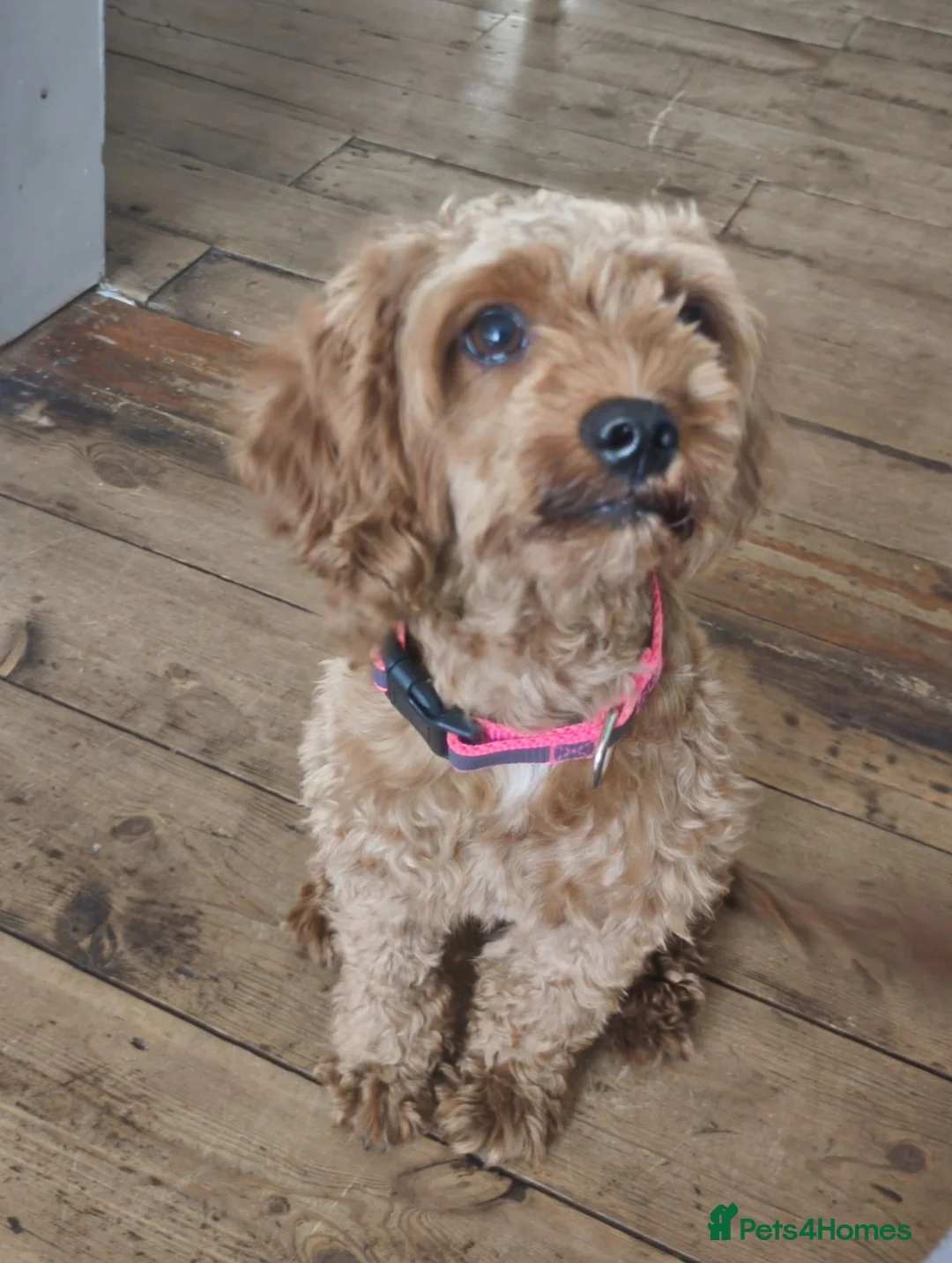 Cavapoo dogs for sale: Beautiful Bella Looking for Her Forever Home 💖 - Advert 1