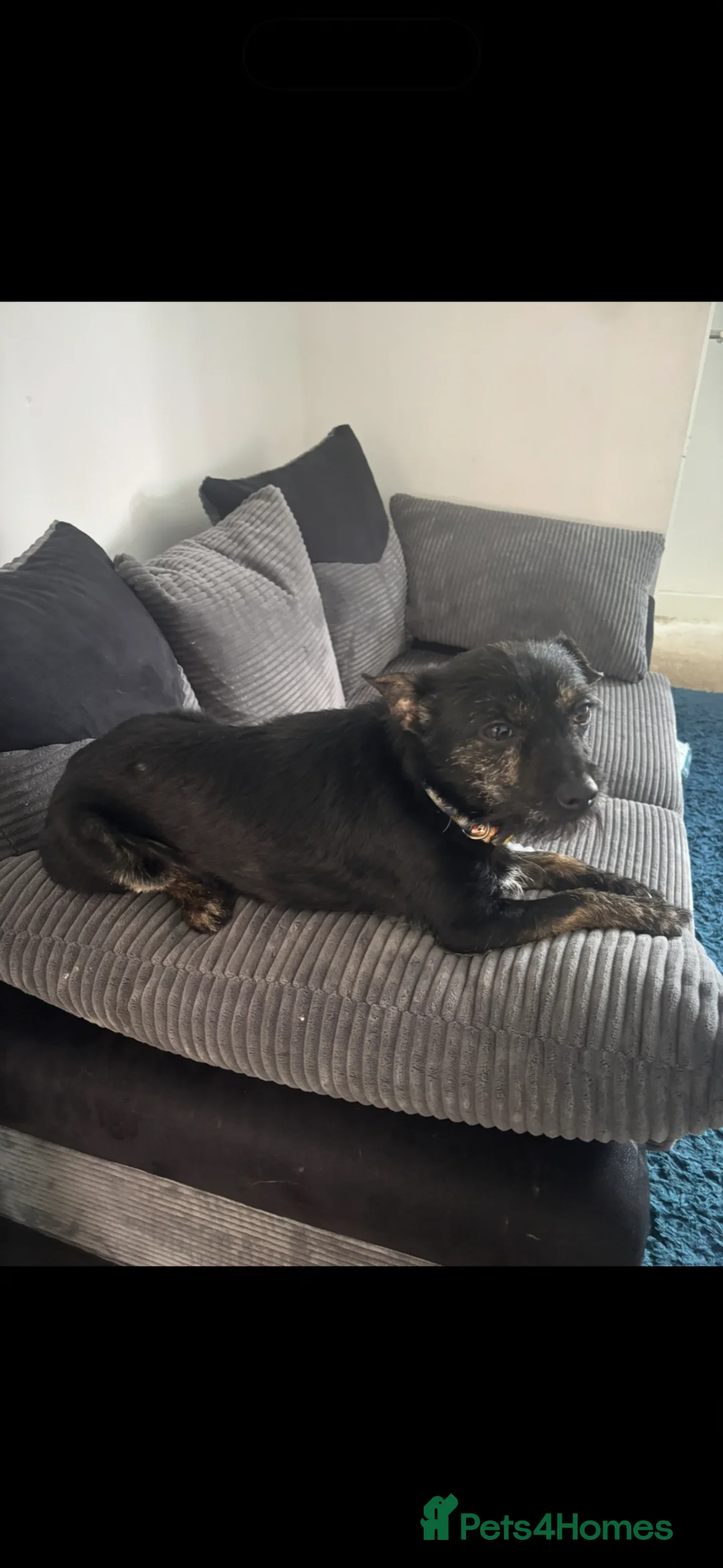 Mixed Breed dogs for sale: Jack chi  - Advert 3